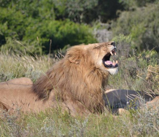 Wenn der Charakter die Kompetenz frisst
