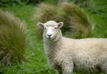 Die Kunst des Leitens IX: Verlorenes Schaf oder trotziger Bock?